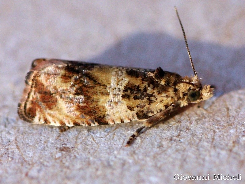 Celypha flavipalpana